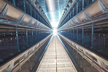 蛋雞籠養(yǎng)設備